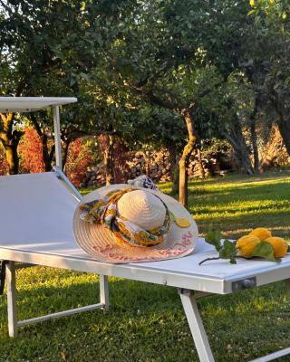 Lemon Factor Sorrento