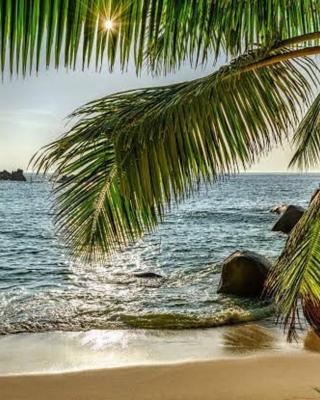 Calangute Beach Palms