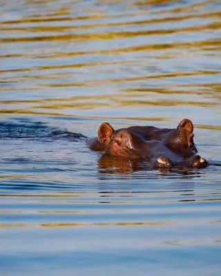 Zambezi Dusk