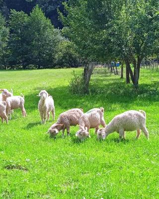 Au mohair des Alpy
