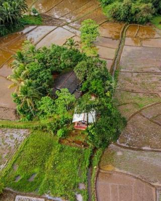 Forest & Fields Sinharaja