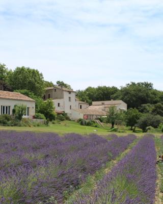 Les Ânes de Forcalquier