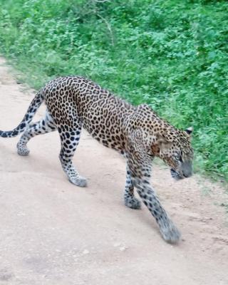 Mamba Yala