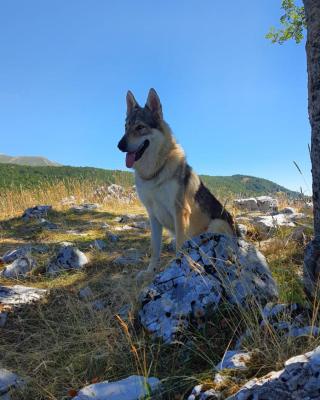 La tana del lupo Pet Free