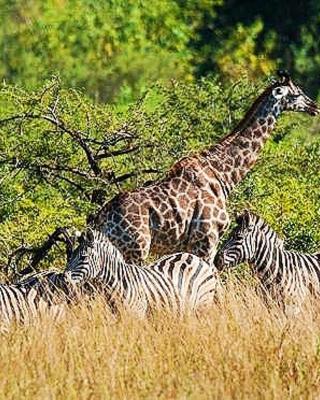 Elephant Villa Private Room