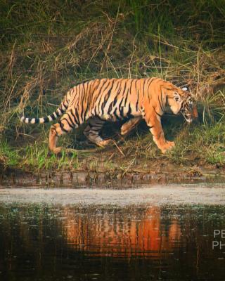 Tiger Corner Inn Homestay