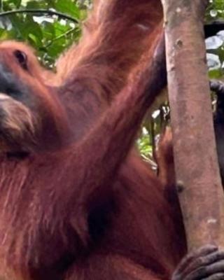 Ustin Nagoya Bukit Lawang Orangutan Trekking & transport only book with us