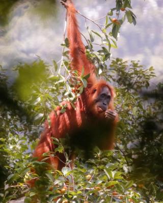 Lawang Inn Restaurant & Jungle Trek