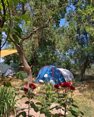 Camping Curtea Pescărușului