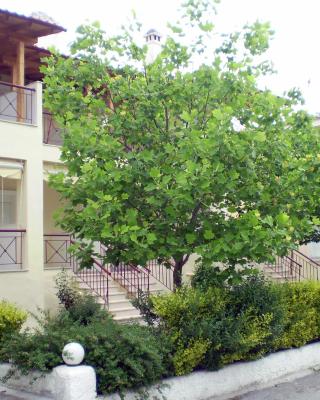 Siviri Rental Houses