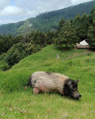 Arambha ecovillage farmstay