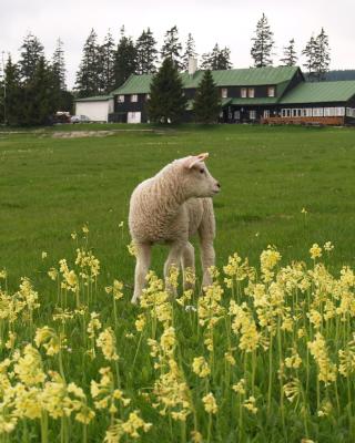 Lesní Bouda