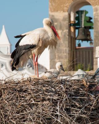Stork Hostel