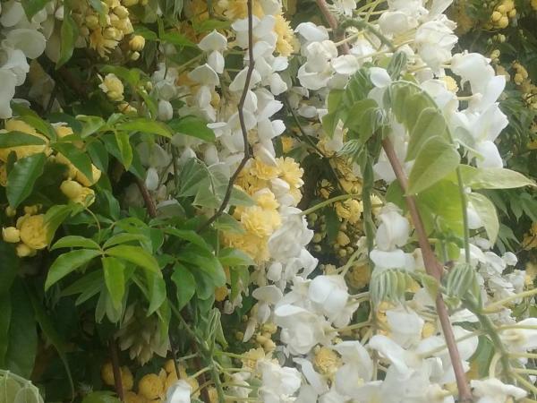 Magnolia Cottage : photo 1 de la chambre suite - vue sur jardin