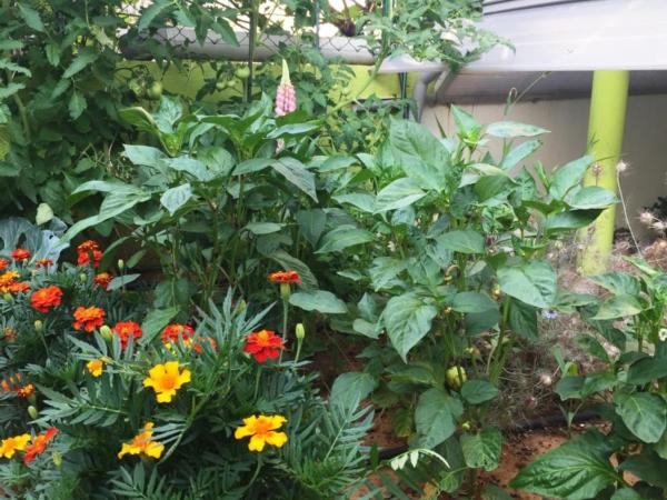 Friendly People's Guest House : photo 1 de la chambre studio avec balcon et vue sur le jardin