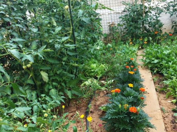 Friendly People's Guest House : photo 2 de la chambre studio avec balcon et vue sur le jardin