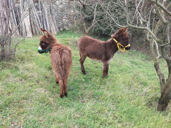 Agriturismo Verdure Naturali : photo 5 de la chambre chambre double avec salle de bains privative