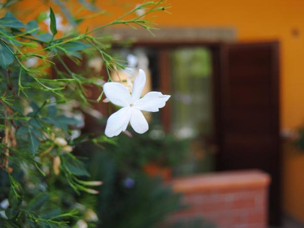 Residence Villa Il Glicine : photo 3 de la chambre appartement 1 chambre de luxe (3 adultes)