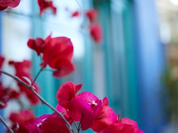 Bondi Beach House : photo 4 de la chambre suite lit queen-size - palm view