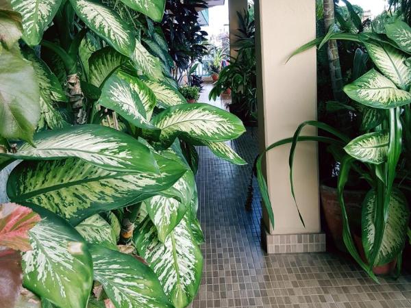 Nanohana Lodge : photo 6 de la chambre chambre double - vue sur montagne