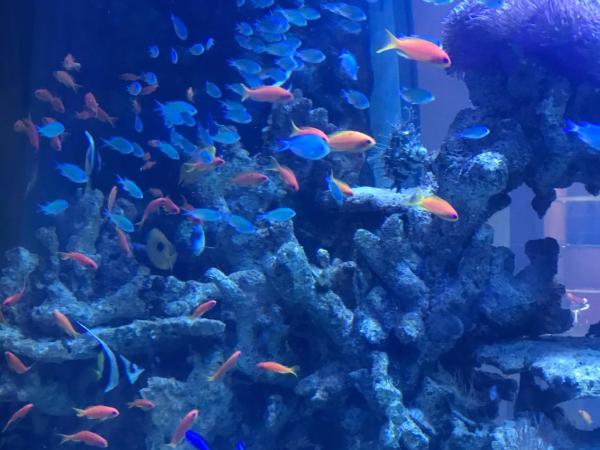 V20 Boutique Jacuzzi Hotel - SHA Extra Plus : photo 6 de la chambre suite aquarium