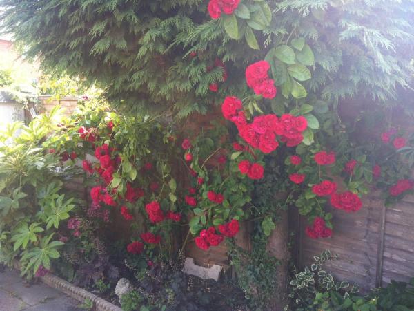Boscombe Reef Hotel : photo 5 de la chambre chambre double avec salle de bains commune