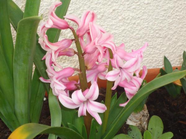 Villa Dafne : photo 10 de la chambre chambre double - annexe