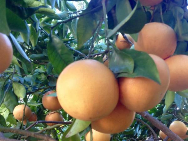 Villa Prétorina : photo 8 de la chambre suite deluxe