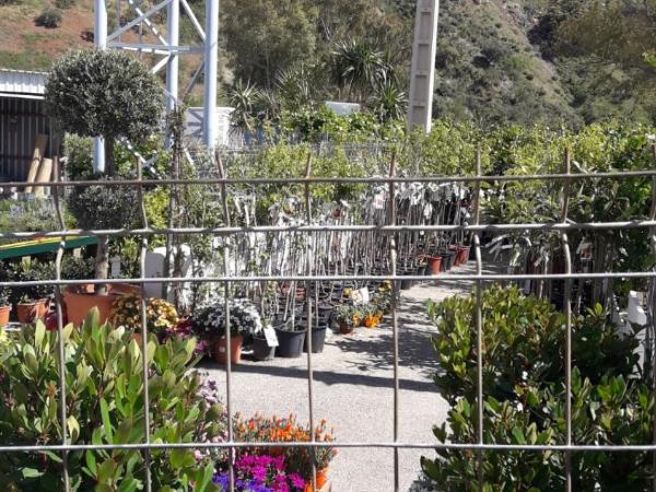 Nuevo Montesol : photo 2 de la chambre chambre double