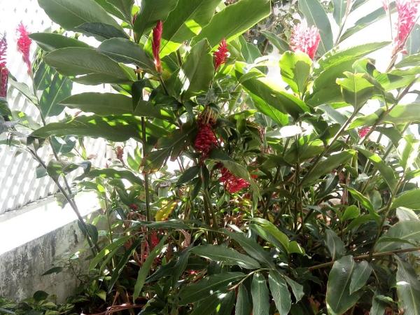 Pousada Terra de Minas : photo 10 de la chambre chambre quadruple