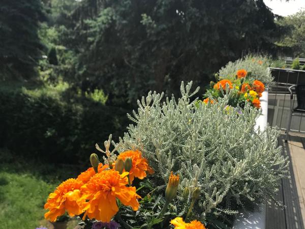 Apartmenthaus Sonnen : photo 7 de la chambre appartement avec balcon