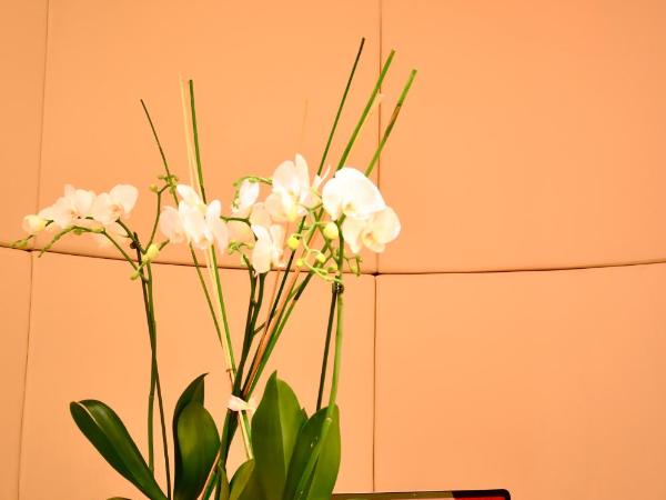 Hotel Splendid : photo 3 de la chambre chambre triple avec véranda - vue sur lac