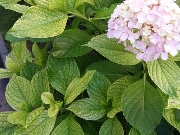 La Casa Del Grillo 1 : photo 3 de la chambre grande chambre double