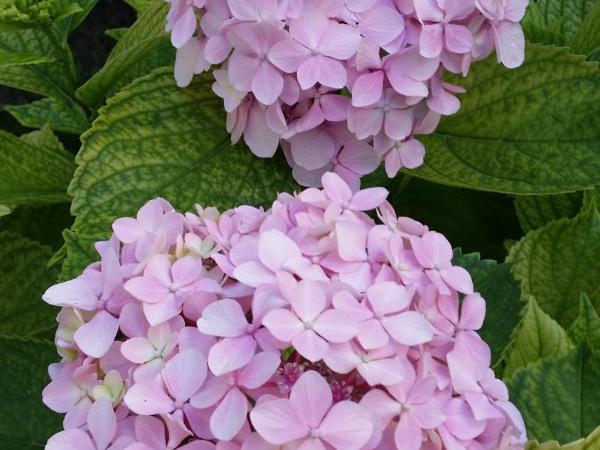 La Casa Del Grillo 1 : photo 5 de la chambre grande chambre double