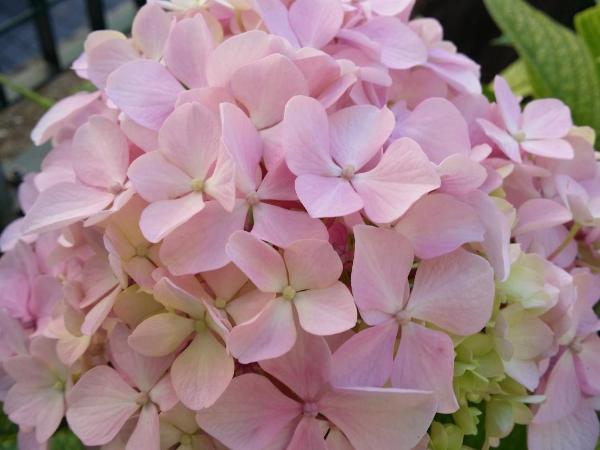La Casa Del Grillo 1 : photo 8 de la chambre chambre double ou lits jumeaux - vue sur jardin
