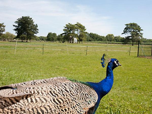 Logis Hôtel Restaurant La Vieille Ferme, Mâcon Nord : photo 5 de la chambre chambre double ou lits jumeaux - vue sur jardin