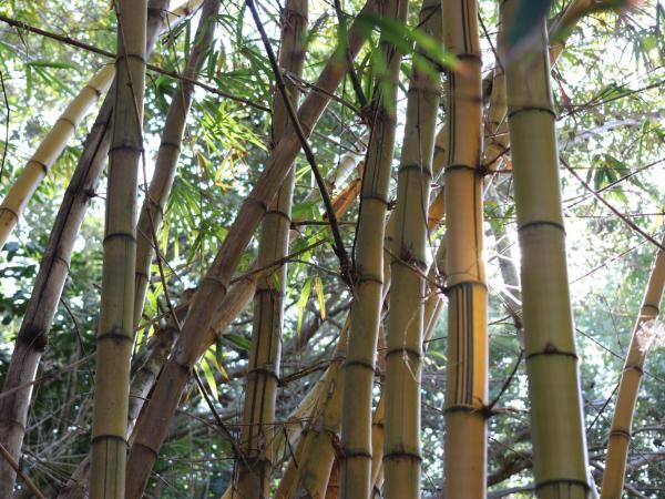 Casa Kin33 : photo 6 de la chambre chambre familiale