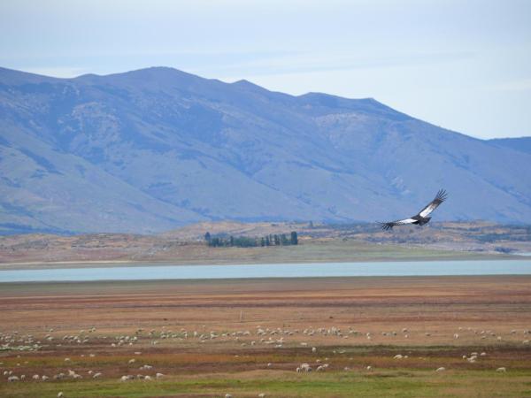 MadreTierra Patagonia : photo 5 de la chambre chambre simple Économique