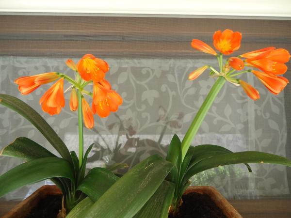 Villa Dafne : photo 3 de la chambre chambre quadruple