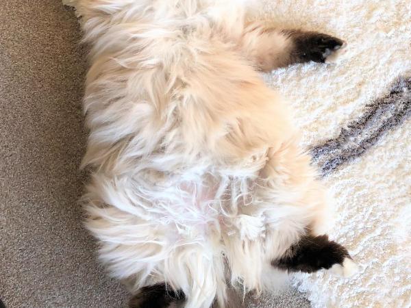 MyHolidays, Shotover, Delux Ensuite rooms : photo 4 de la chambre chambre supérieure lit queen-size