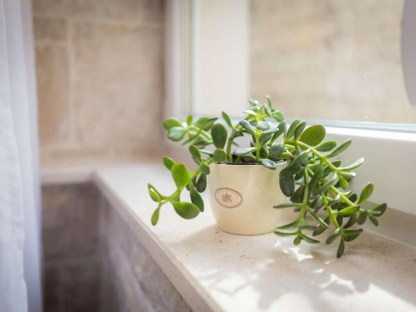 Mediterra Residence : photo 8 de la chambre studio - rez-de-chaussée