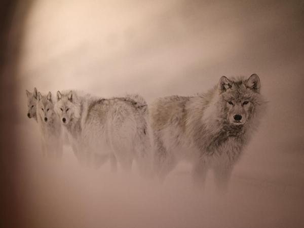 Les Loges Du Parc : photo 3 de la chambre chambre double deluxe avec baignoire spa - loup