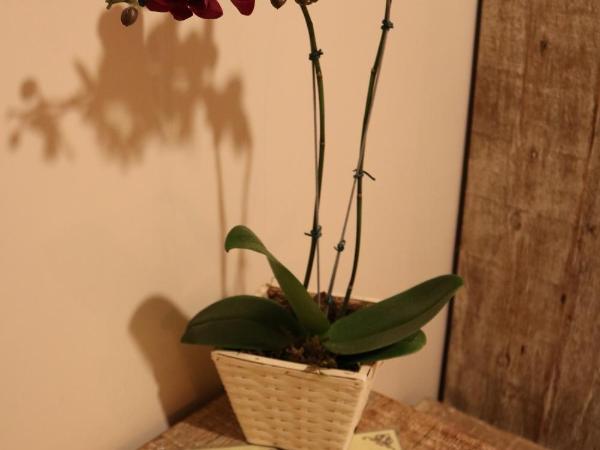 Hotel Don Quijote Búzios : photo 6 de la chambre chambre double standard