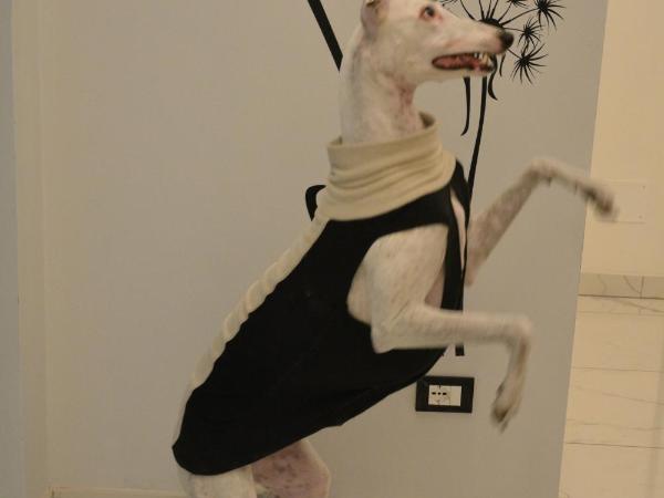 CASA DELLA ZIA ELSA : photo 1 de la chambre chambre deluxe