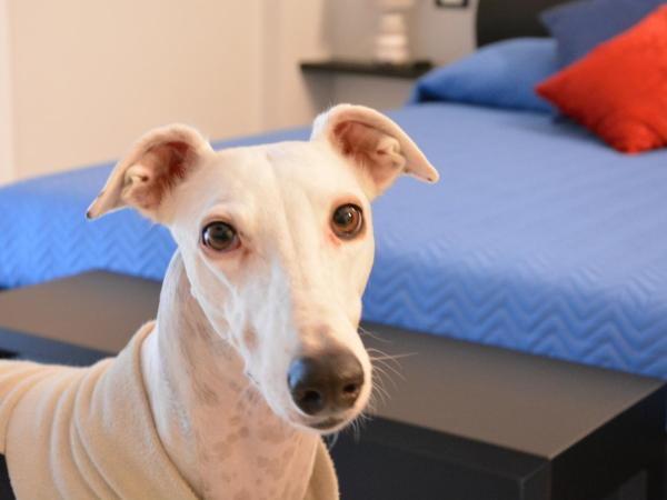 CASA DELLA ZIA ELSA : photo 9 de la chambre chambre deluxe