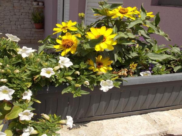 Apartment Medulin : photo 8 de la chambre appartement - vue sur jardin