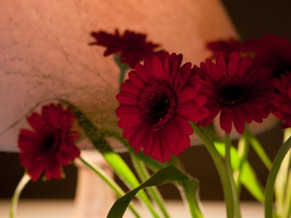 B&B Door 10 : photo 10 de la chambre suite