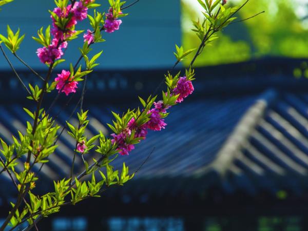 West Lake State Guest House : photo 4 de la chambre chambre lits jumeaux - vue sur cour