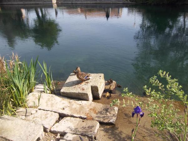 Mas Le Pont des Aubes : photo 7 de la chambre appartement - vue sur jardin