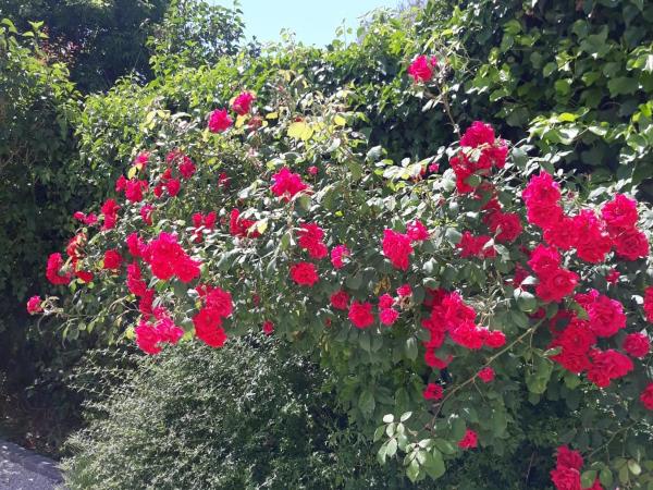 coté remparts : photo 4 de la chambre chambre lit king-size - vue sur jardin